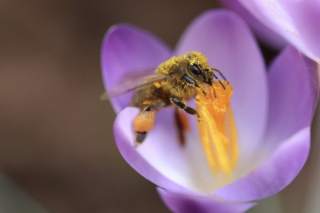 honey bee, bee, pollination-8592216.jpg