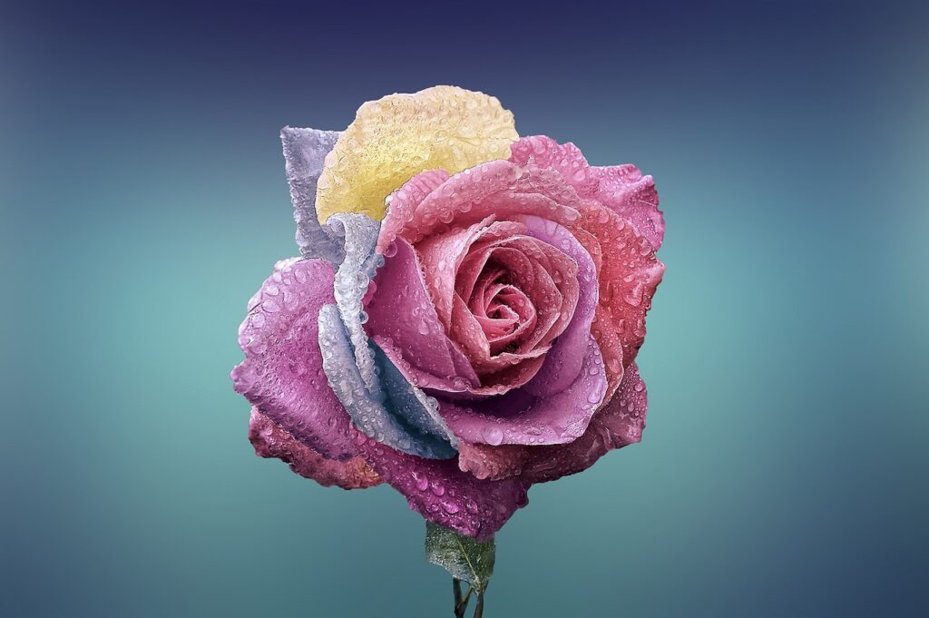 rose, flower, flower wallpaper-729509.jpg