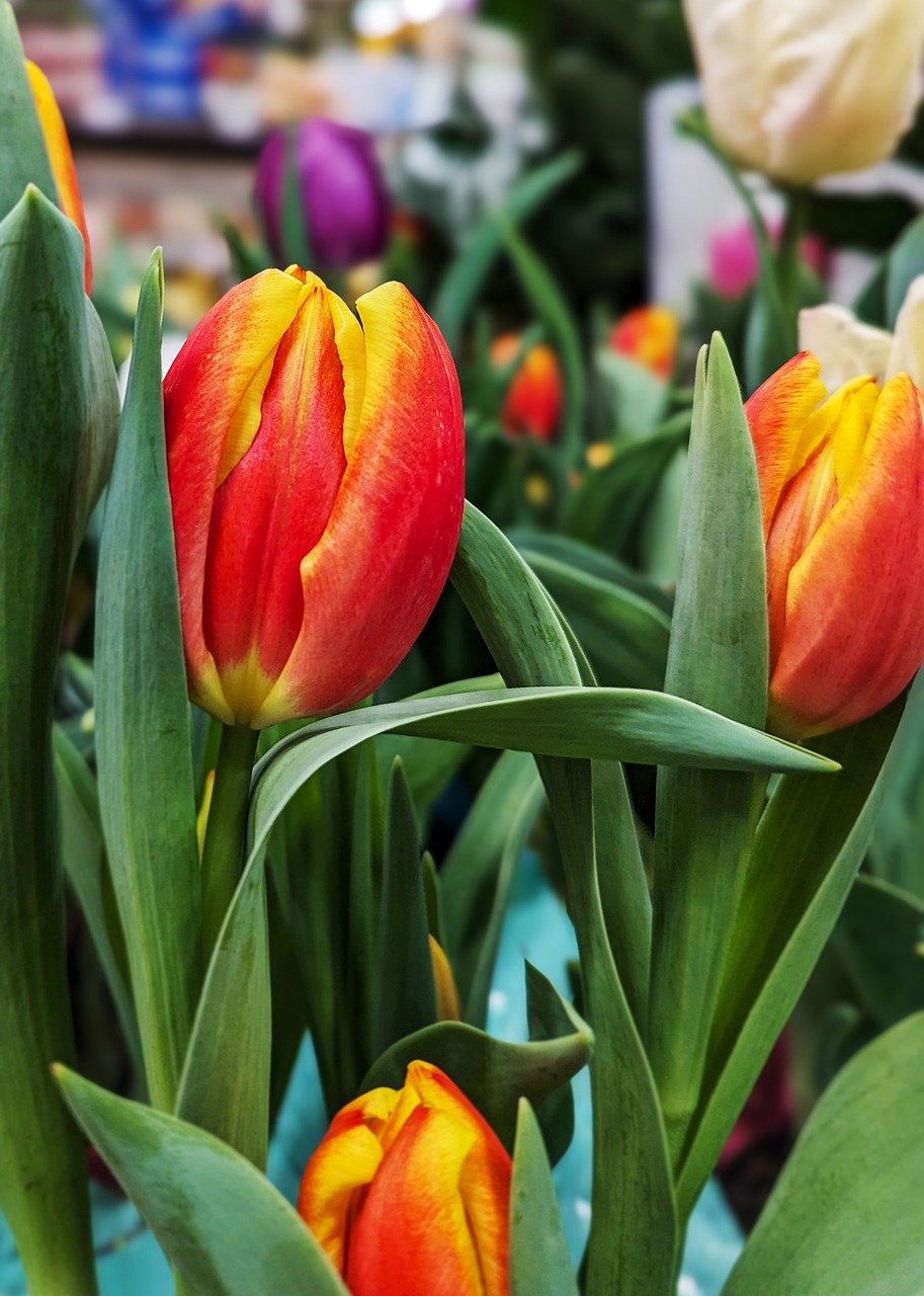 tulips, flower wallpaper, flowers-8550872.jpg